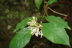 Ixora monticola
